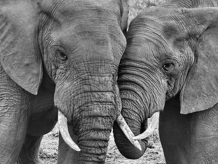 Cuddling%20Elephants 1